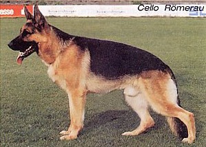 Cello vd.Römerau