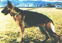 Palme v.Wildsteiger Land